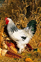 Light brahma breed of Domestic chicken, male with vegetables {Gallus gallus domesticus} USA