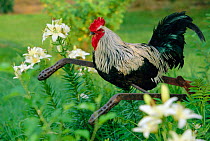 Iowa Blue breed of Domestic chicken, cock {Gallus gallus domesticus} USA
