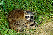 Two young Raccoons curled up together {Procyon lotor} Wisconsin, USA
