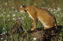 Bobcat {Felis rufus} mother with cub, Kettle river, Minnesota, USA, captive