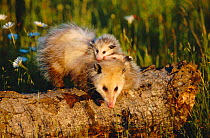 Common opossum female with young on back {Didelphis marsupialis} USA - captive