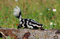 Spotted skunk following trail {Spilogale putorius}  Minnesota, USA - captive