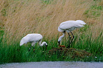 Whooping crane pair by nest with chick {Grus americanus}   Wisconsin, USA