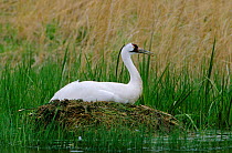 Whooping crane sitting on nest {Grus americanus}  Wisconsin, USA