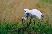 Whooping crane at nest with chick {Grus americanus}  Wisconsin, USA