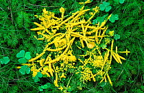 Slime mould growing over moss, Tyrol, Austria
