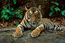 Juvenile Indian tiger resting {Panthera tigris tigris} Bandhavgarh NP. India