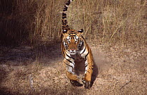 Indian tiger charging {Panthera tigris tigris} Bandhavgarh NP, Madhya Pradesh, India