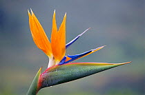 Bird of paradise flower {Strelizia sp} Tenerife, Canary Is