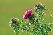 Welted thistle {Carduus acanthoides} flowers, Scotland