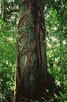 Strangler fig {Ficus destruens} growing up host tree trunk, Sabah, Malaysia, Indonesia