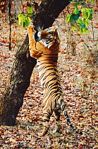 Male Bengal tiger sratching tree {Panthera tigris tigris} Bandhavgarh NP, India - sharpening claws and marking his territory