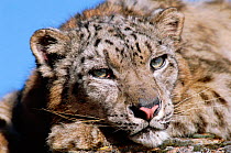 Snow leopard resting face portrait {Panthera uncia} captive