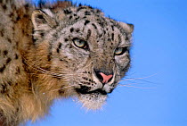 Snow leopard face portrait {Panthera uncia} captive