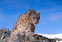 Snow leopard  {Panthera uncia} captive