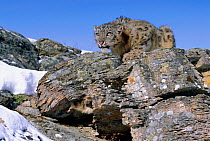 Snow leopard crouching on rocks {Panthera uncia} captive