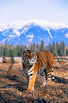 Siberian tiger portrait {Panthera tigris altaica} captive