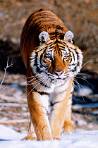 Siberian tiger portrait {Panthera tigris altaica}