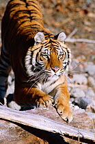 Siberian tiger stretching {Panthera tigris altaica} tigers