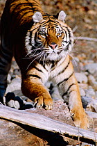 Siberian tiger stretching {Panthera tigris altaica}