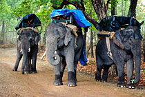 Mahouts sheltering from rain on top of Indian elephants {Elephas maximus} Bandhavgarh NP, India. Domesticated elephants used to track and take tourists to view wild tigers on within park.