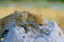 Leopard beginning to stalk {Panthera pardus} Moremi National Park, Botswana