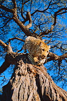 Leopard coming down tree {Panthera pardus} Kalahari National Park, Botswana