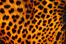 Close up of Leopard skin {Panthera pardus} Kalahari National Park, Botswana