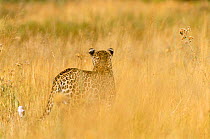 Rear view of Leopard walking in grass {Panthera pardus} Moremi National Park, Botswana