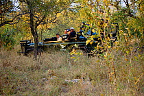Tourists in jeep watching Leopard at rest {Panthera pardus} Londolozi Private GR, South Africa, 2002