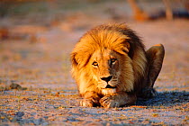 Male lion crouching on ground {Panthera leo} Southern Africa,