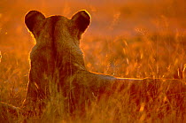 Rear view of Lioness head at sunset {Panthera leo} Southern Africa 2000