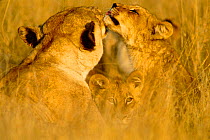 Lionesses grooming and cub {Panthera leo} Moremi NP Botswana