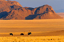Three Ostrich on grasslands {Struthio camelus} Namib Rand Park, near Sossusvlei, Botswana