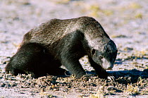 Honey badger / Ratel {Mellivora capensis} Southern Africa 2002