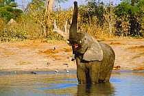 African elephant standing in water with raised trunk {Loxodonta africana} Savuti NP, Botswana