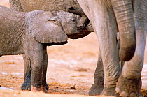 Baby African elephant suckling from mother {Loxodonta africana} Botswana
