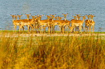 Herd of Impala on alert by water {Aepyceros melampus} Botswana Southern Africa