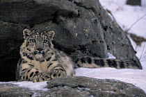 Snow leopard {Panthera uncia} resting by rocks in snow, captive.