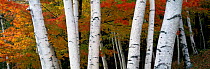 Aspen tree trunks and autumnal fall colours in deciduous woodland, near Woodstock, Vermont, USA