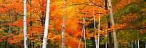 Aspen trees autumnal fall colours in deciduous woodland, near Woodstock, Vermont, USA