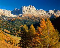 Autumn colours in woodland in front of Alto Adige, Dolomites, Italy
