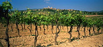Panoramic - vineyards at San Gimignano, Tuscany, Italy