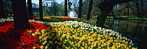 Daffodils and Tulips flowering in Keukenhof Gardens, Lisse, South Holland