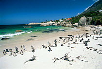 Jackass penguins {Speniscus demersus} on beach Boulders Beach, Cape Town, South Africa