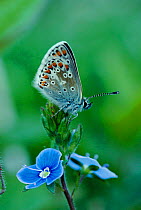 Brown argus butterfly {Aricia agestis} Sussex, England