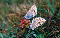 Brown argus butterflies mating {Aricia agestis} Sussex, UK
