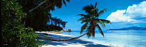 Anse Severe Beach and Palm Tree, La Digue Island, Seychelles, Indian Ocean
