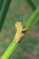 Marbled reed frog {Hyperolius marmoratus} Mapumalanga, South Africa