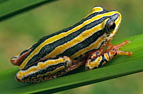 Marbled reed frog on reed {Hyperolius marmoratus} Mapumalanga, South Africa
